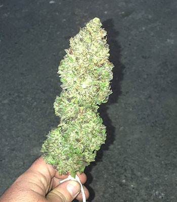 Шишка Pineapple Express auto