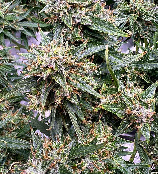 Ускорение дозревания шишек