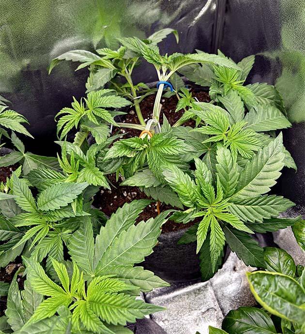 Кусты RS11 x Banana OG на стадии вегетации