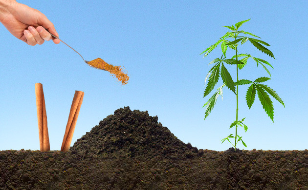 Засыпание муравейника корицей