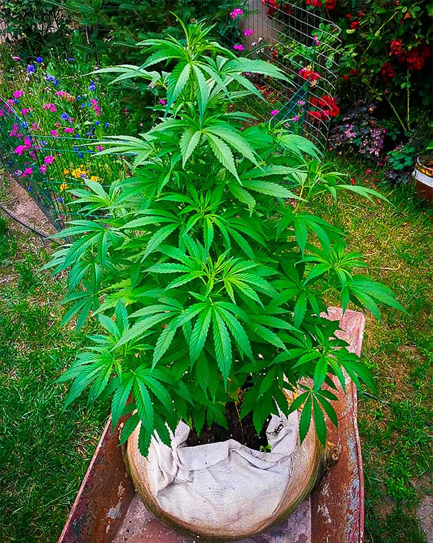 Дефолиация на 11 неделе выращивания Метровый куст конопли