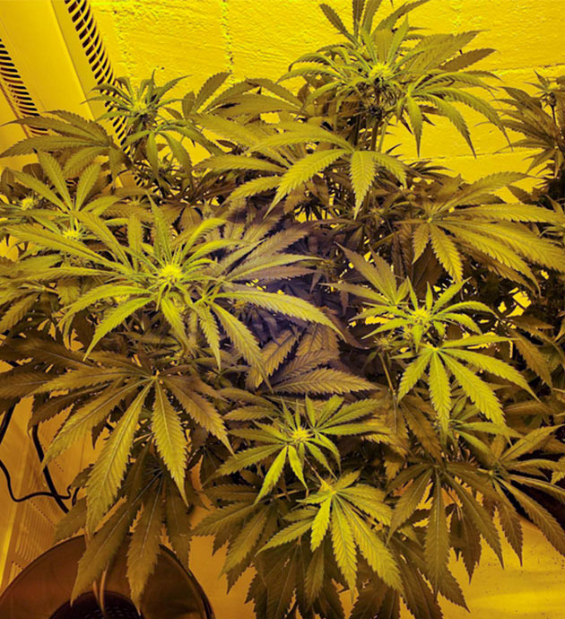 Цветущий куст конопли