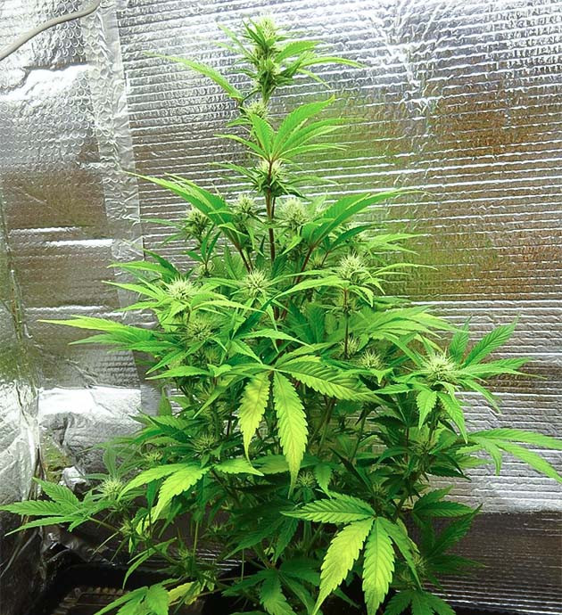 Появление запаха у куста