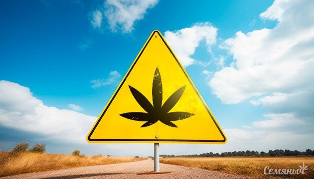 Исследование о марихуане и ДТП