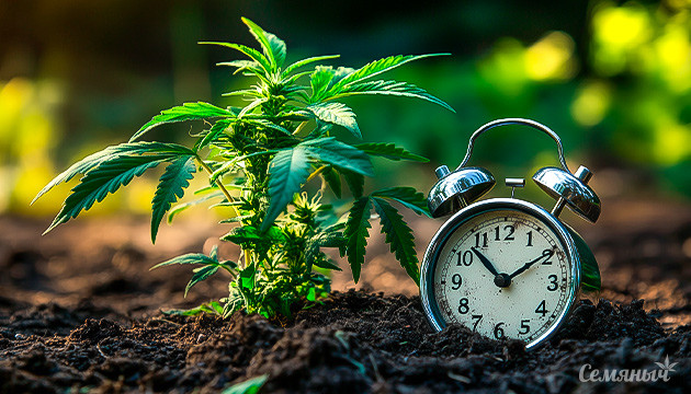 Почва для автоцветущих сортов Почва для выращивания автоцветов