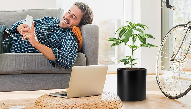 Индорный гров