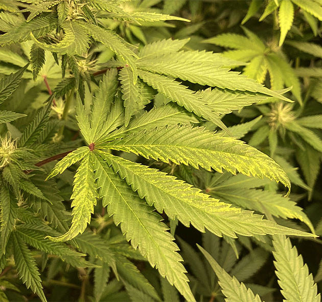 Куст Liberty Haze на 10 неделе выращивания