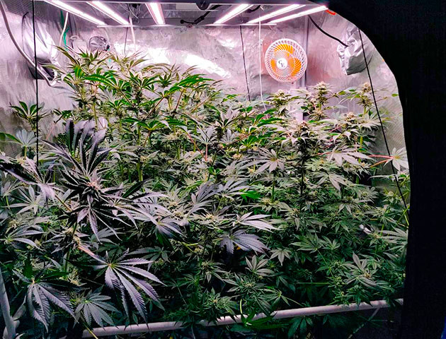 Выращивание сорта конопли Biscotti Mintz