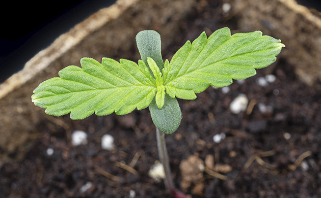 Росток Gorilla Cookies Auto