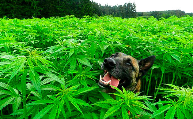 Собака в конопляном поле