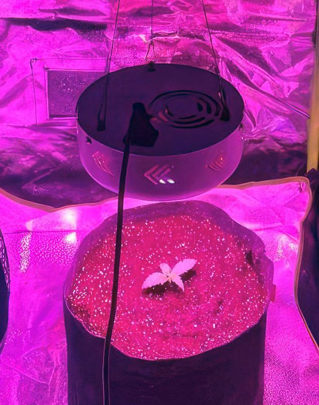 Пересадка марихуаны 2 неделя роста конопли