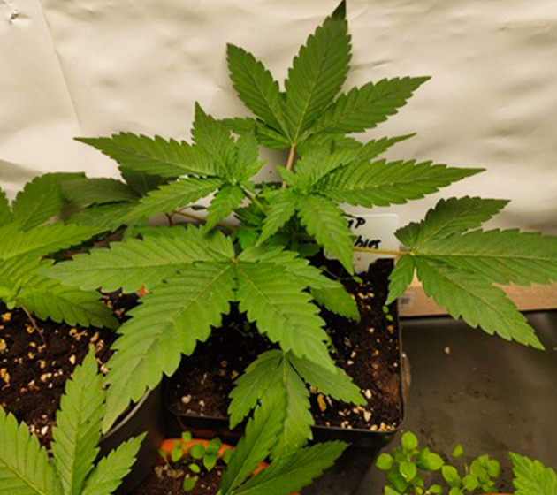 Четвертая неделя вегетации Кустик высотой 15 см