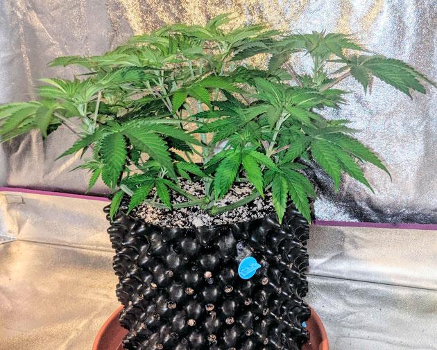 Последняя неделя вегетации и проведение дефолиации Куст Sapphire OG от Humboldt Seed Organization на 6 неделе