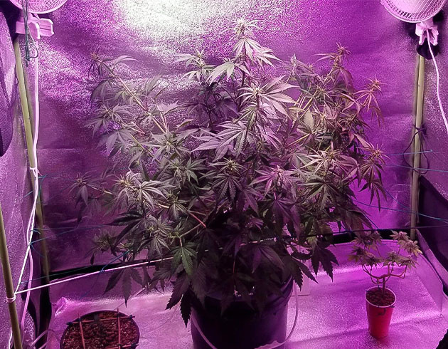 Перевод на цветение растения Purple Juice Auto