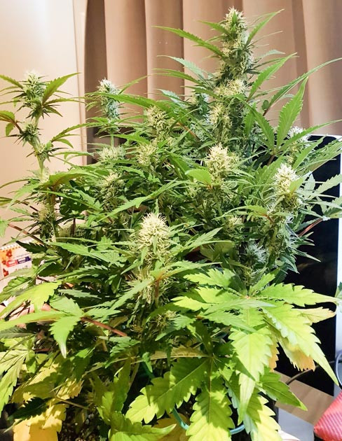 Вторая неделя цветения Scout Cookies Auto Увеличение воды и удобрений Scout Cookies Auto