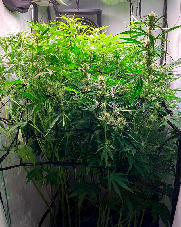 Появление хвойно-землистого запаха Небольшие шишки с белыми волосками на растении конопли