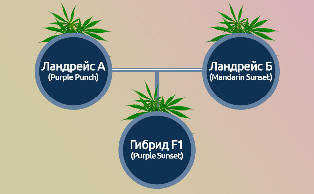 Создание сортов F1 Создание сортов каннабиса F1