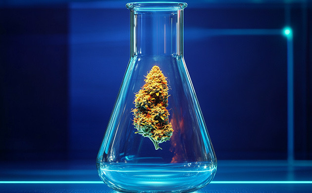 Пигменты и генетика каннабиса Генетическая предрасположенность марихуаны