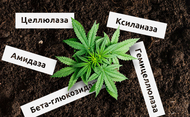 Марихуана и ферменты