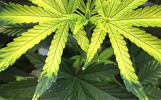 Признаки нехватки железа у марихуаны