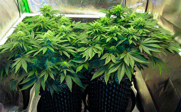 Первые недели цветения Grandaddy Purple Кусты в гроубоксе высотой 70 см