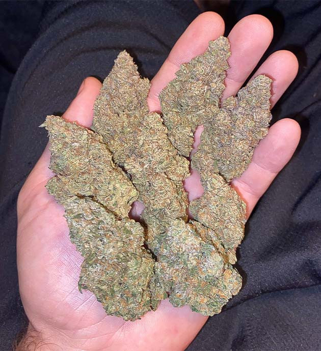 Готовность к харвесту Vanilla Frosting