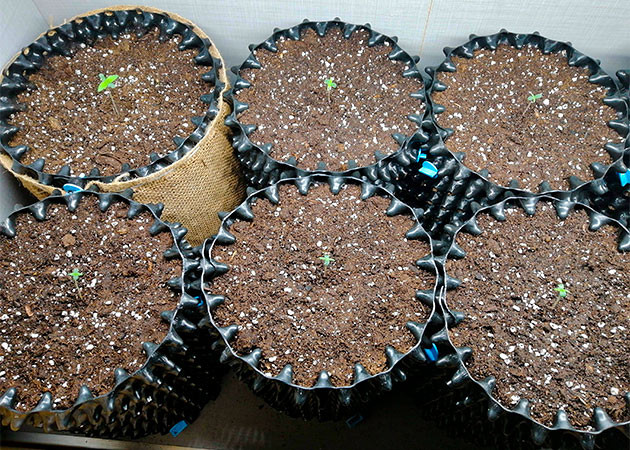 Куст Original Auto Skunk на 1 неделе выращивания