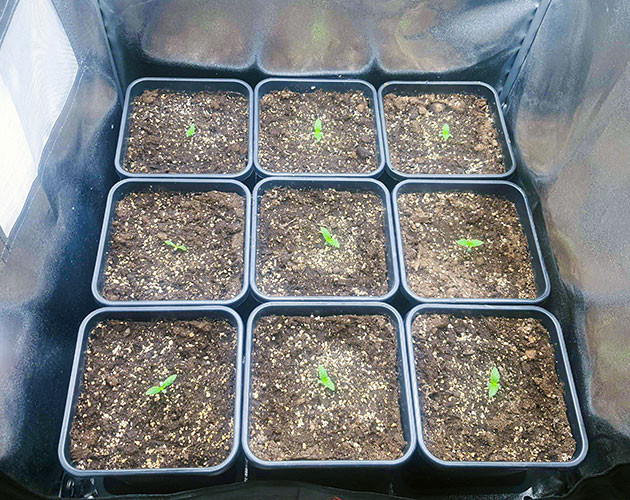 Проращивание Biscotti Mintz