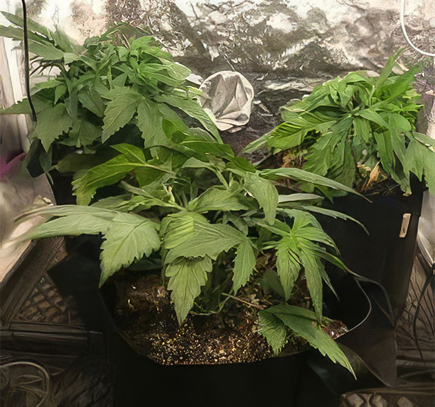 Проращивание семян конопли HulkBerry Пророст семян сорта HulkBerry