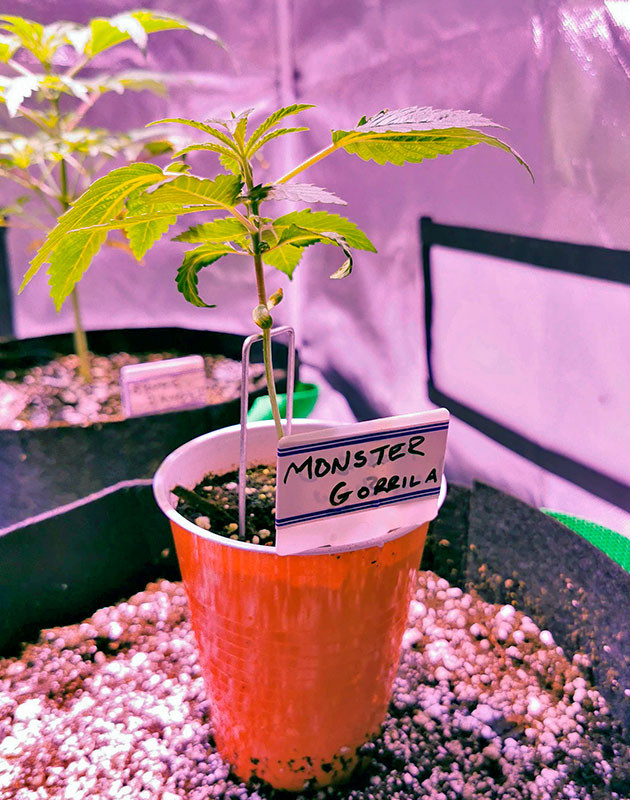 Росток Gorilla Glue от Monster Genetics на 2 неделе