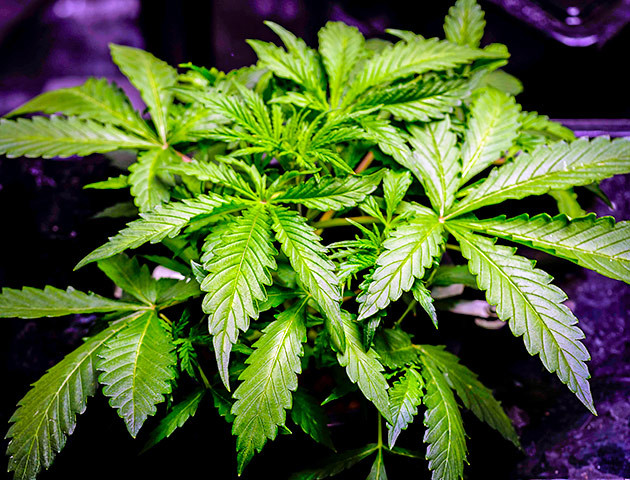 Стимуляция роста куста Auto Cinderella Jack Выращивание сорта Auto Cinderella Jack