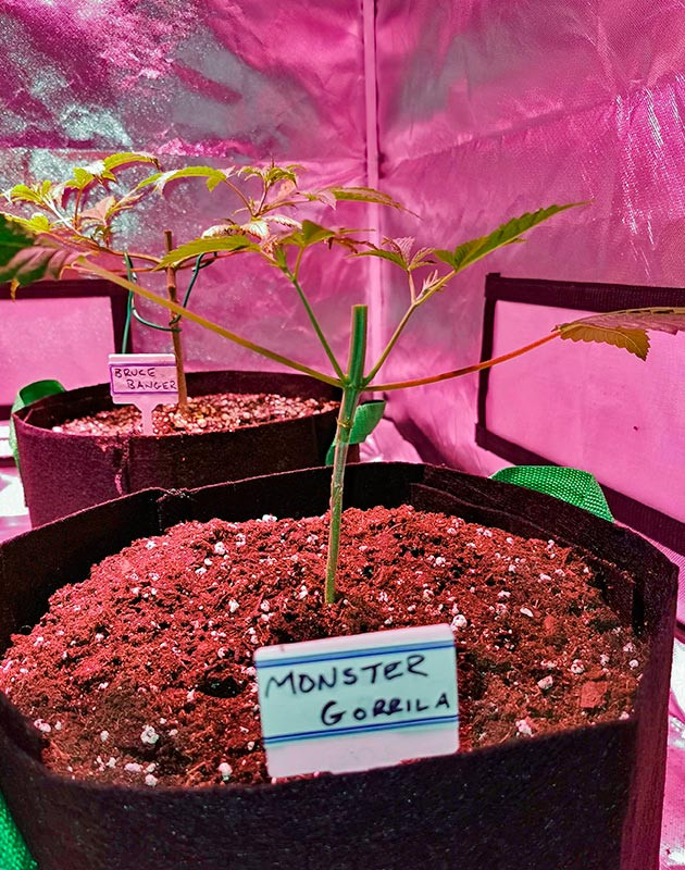 Росток Gorilla Glue на 3 неделе выращивания