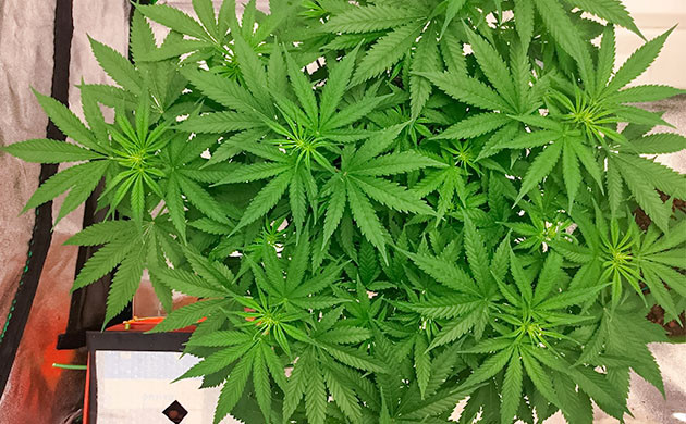 Тренировка куста Critical Kush низким стрессом