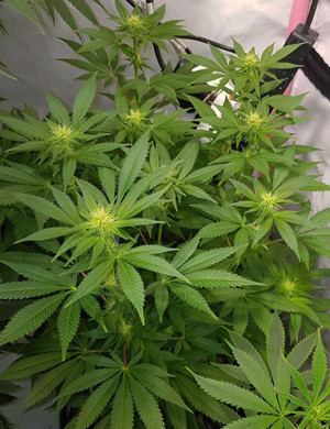 Начало стадии цветения Формирование шишек на кусте