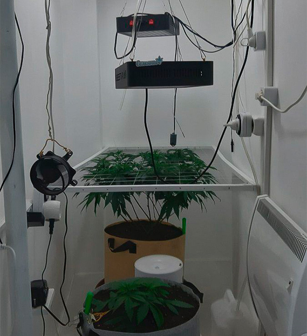 Дефолиация куста Glue Sherbet Выращивание сорта конопли Glue Sherbet