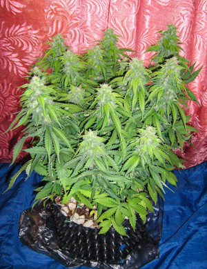 Куст с большими шишками