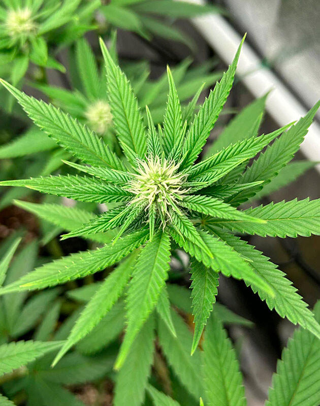 Формирование бутонов каннабиса