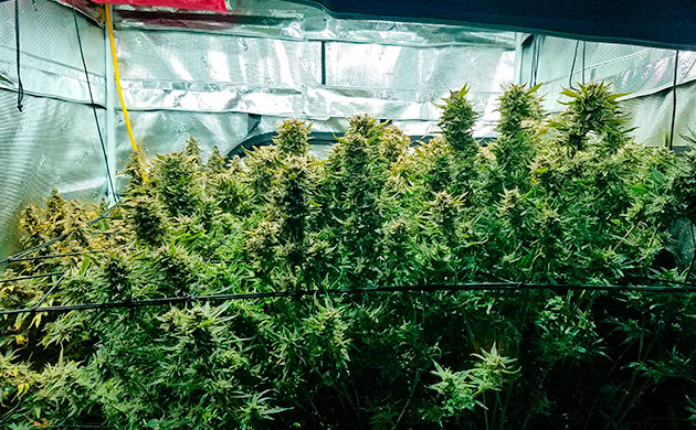 дозревание трихом Gelato Auto