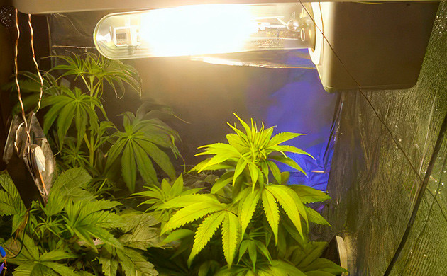 ДНаТ лампы: классика для выращивания Эффективность ДНаТ ламп в индоре