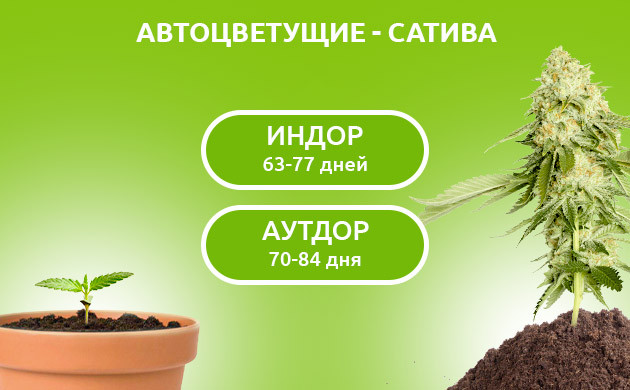 Время от посадки до сбора урожая автоцветущей сативы