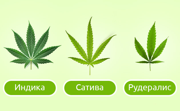 Разновидности конопли Листья индики, сативы и рудералиса