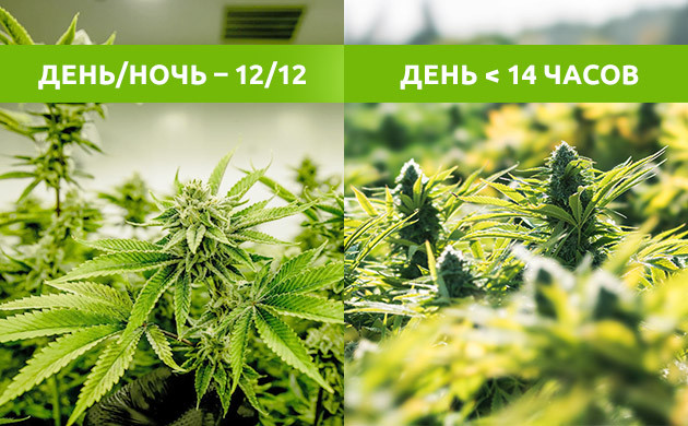 Переход к стадии цветения в закрытом и открытом грунте Установка светового режима в индоре и сокращение дня в ауте