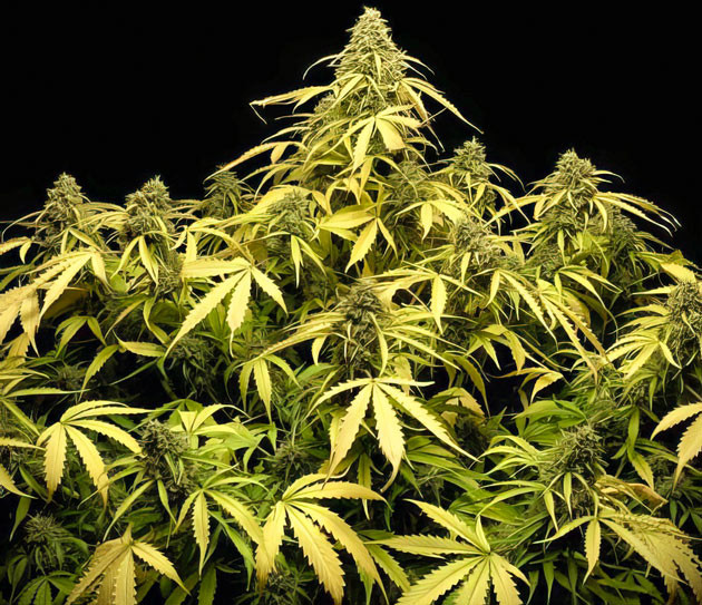 Куст Strawberry Gorilla Auto на завершающем этапе роста