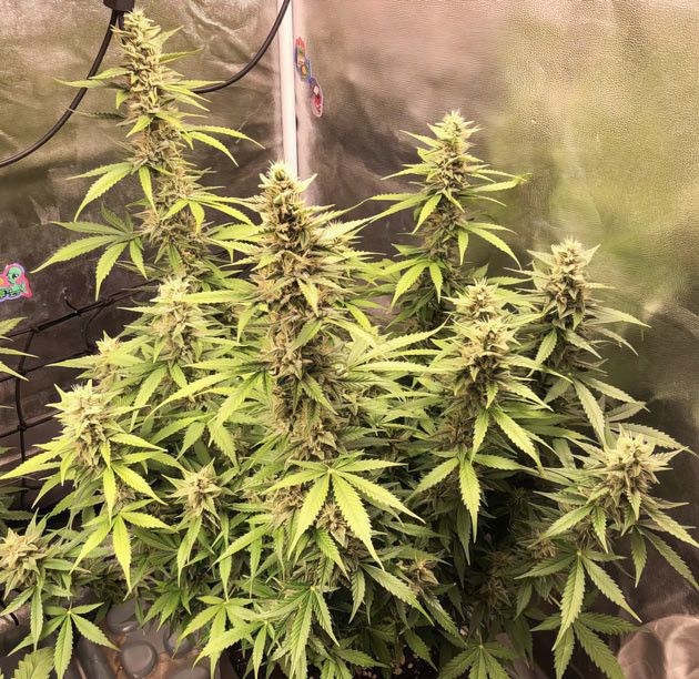 Легкая дефолиация Pink Rozay Auto на девятой неделе Укрепление иммунитета Pink Rozay Auto с Simplex Power