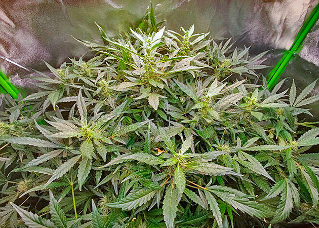 Каннабис ростом 140 см