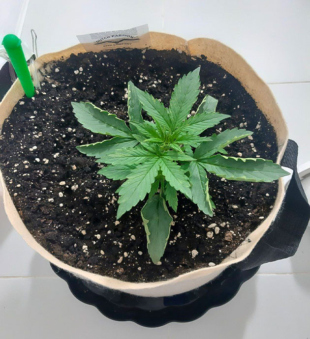 Контроль pH и ppm в растворе Удобрение Critical Orange Punch Auto: важные моменты