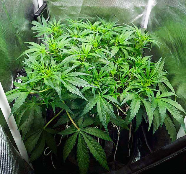 Дневник выращивания Auto Cinderella Jack