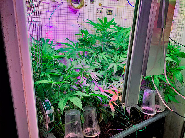 Начало цветения на 6 неделе Рост кустов на 6 неделе выращивания 70 см