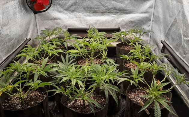 Обрезка листьев конопли