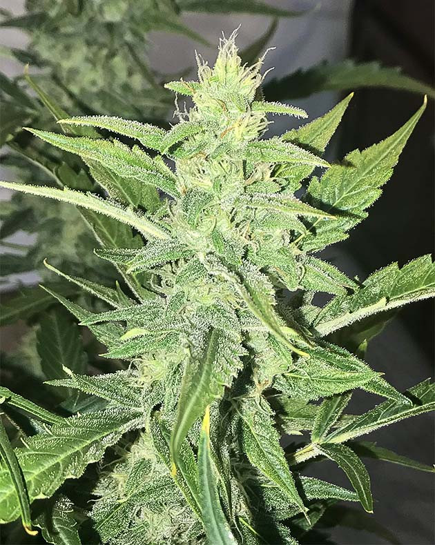 Кусты на 7 неделе выращивания